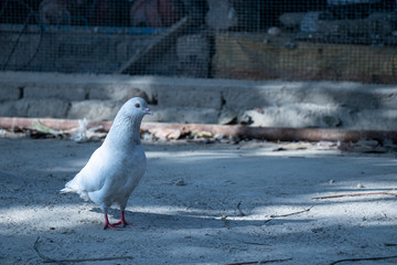 pigeon on the ground