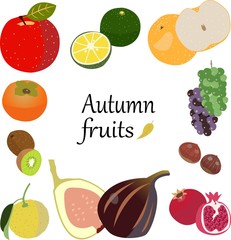 illustration of autumn fruits collection