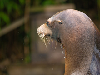 lion de mer