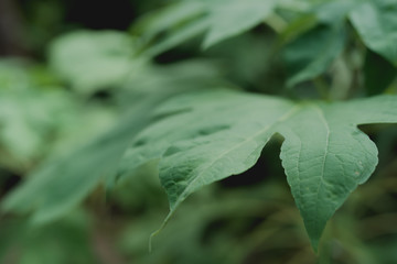 green leaves background
