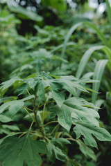 green leaves of a plant