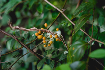 yellow flowers on a tree