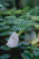Pea flower