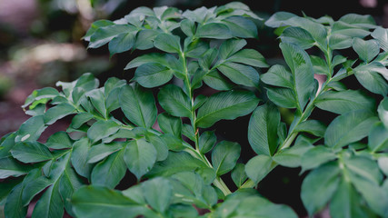 green leaves background