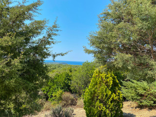 blue sky and pine trees