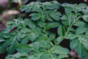 green leaves background