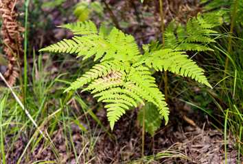 A branch of wild fern in the summer in the forest.