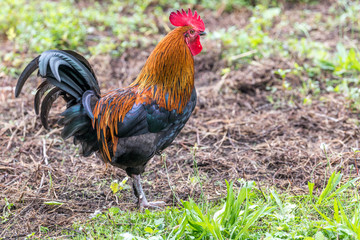 rooster in the grass
