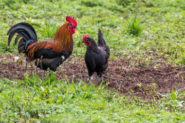 rooster and chicken in the grass
