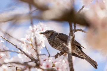 Spring in Japan!