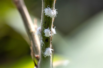 Mealybugs infestation growth of the plant, selective focus image.