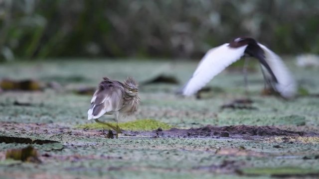 Aquatic bird rivalry captured in natural wetland ecosystem with heron and jacana interaction beautifully