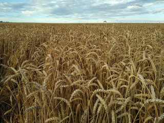 Endless field of ripe golden wheat with ripe ears against the blue sky.