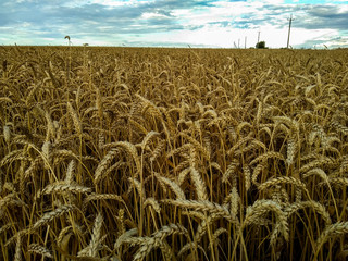 Endless field of ripe golden wheat with ripe ears against the blue sky.