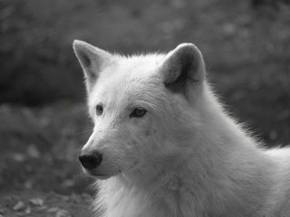 Loup blanc