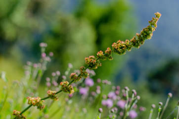 wild flowers in the forest