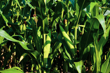 green corn field