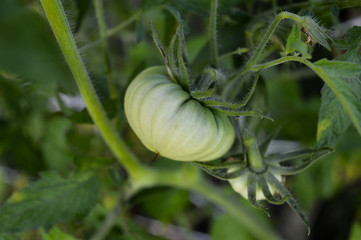 Solanum lycopersicum, Green tomato on a vine