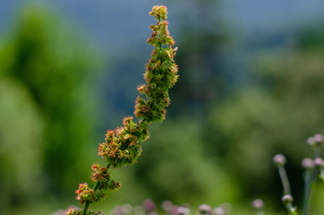 close up of willow branches
