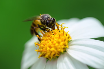 Bidens pilosa flower blooming with single bee drinking nectar nature insect background