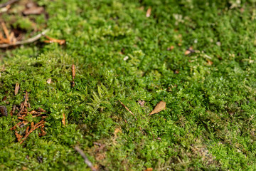 苔の絨毯