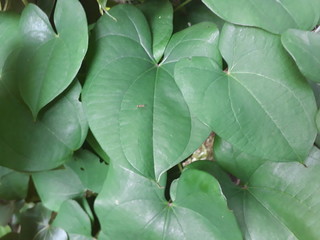Beautiful green leaf look heart