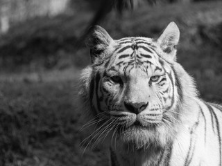 Tigre blanc
