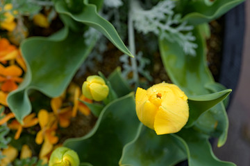 雨の日のチューリップ畑