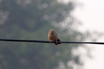 birds on wires ,The jungle babbler is a member of the family Leiothrichidae found in the Indian subcontinent.
