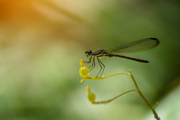 Dragonfly resting on flower with green background