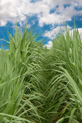 Naklejka premium sugar cane field with cloud and blue sky background