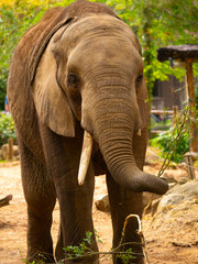 éléphant