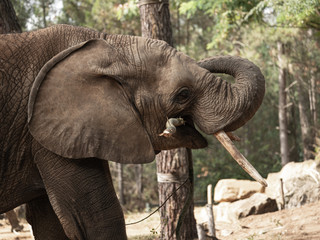 éléphant