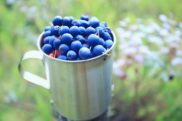 blueberries in an iron cup in the forest, hiking background vitamins, northern berries finland food wildlife