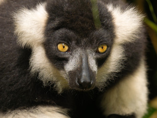 Vari