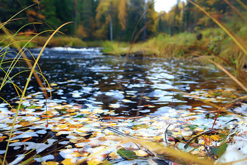 river in autumn forest landscape, abstract view, trees on the banks of a small river
