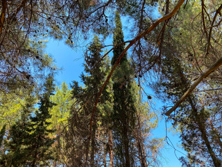 blue sky and pine trees