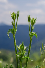 green plant on blue sky