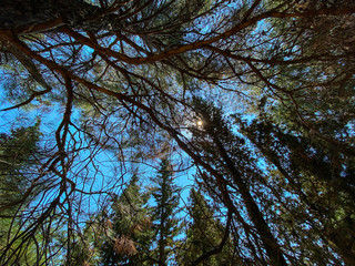 Fototapeta premium blue sky and pine trees