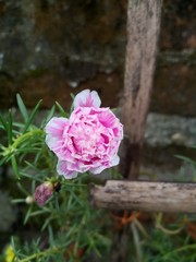 pink roses in a garden