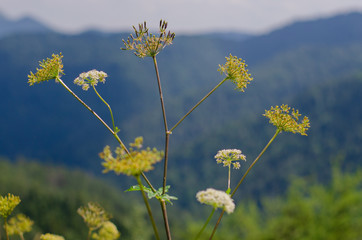 yellow flowers on blue sky background