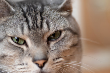 見つめる猫　　サバトラ猫