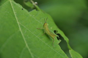 ツチイナゴの幼虫