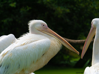 pelican