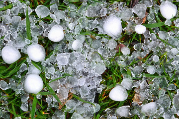 Hailstones on the grass of a green meadow after a heavy thunderstorm in summer
