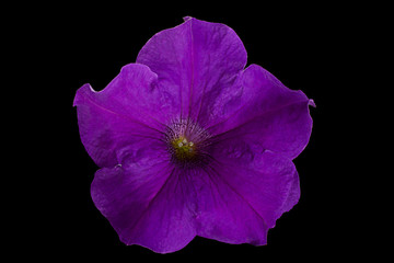 Petunia flower head closeup