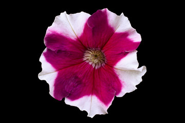 Petunia flower head closeup