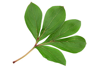 Peon flower leaf