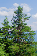 pine trees in the forest