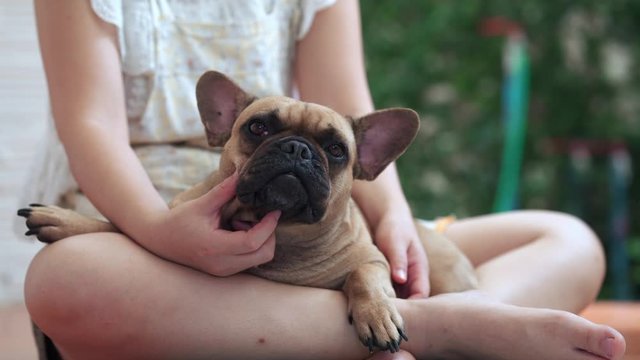 French bulldog lying on women's lap indoor.